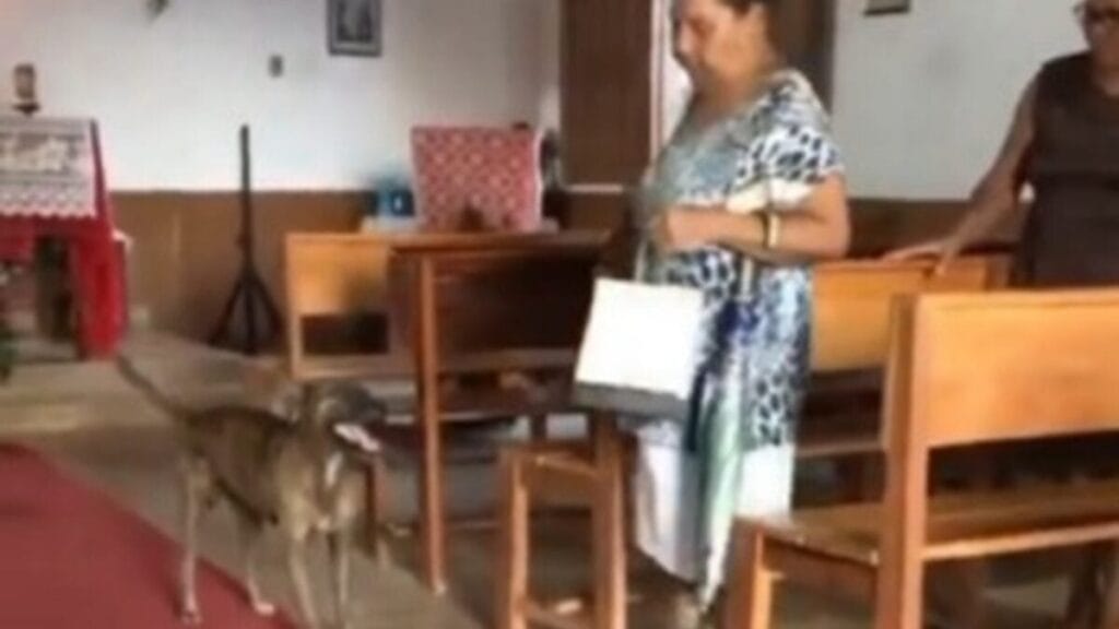 Cachorro “apressando” tutora a sair de igreja; vídeo