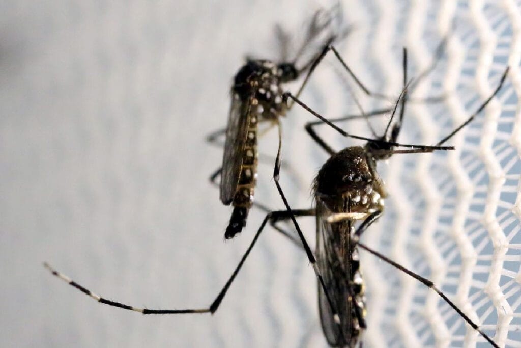 Casos de dengue em 2025 representam 11% dos casos do ano passado, em Goiás