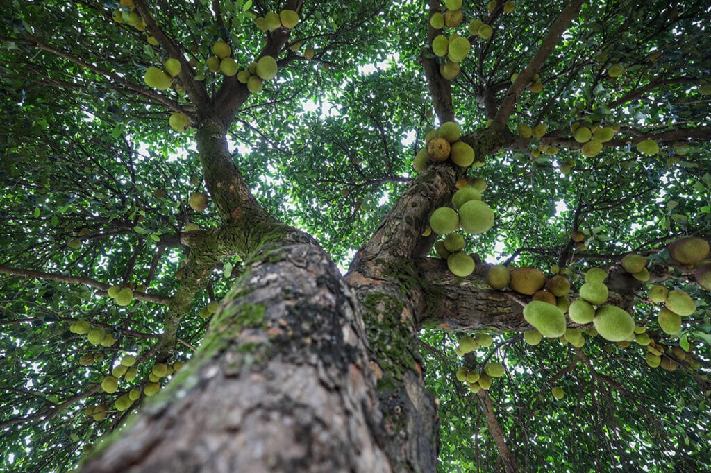 Frutas ao alcance: Programa de arborização do DF muda a relação entre a população e as áreas verdes