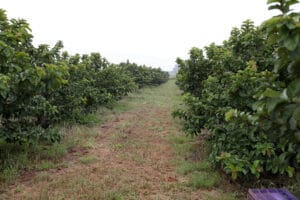 GDF concedeu R$ 10 milhões em créditos rurais a produtores e agricultores familiares