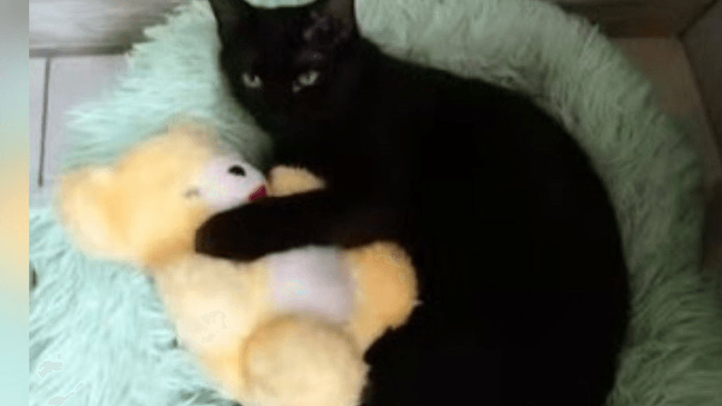 Justiça reconhece gata como autora de ação contra clínica veterinária