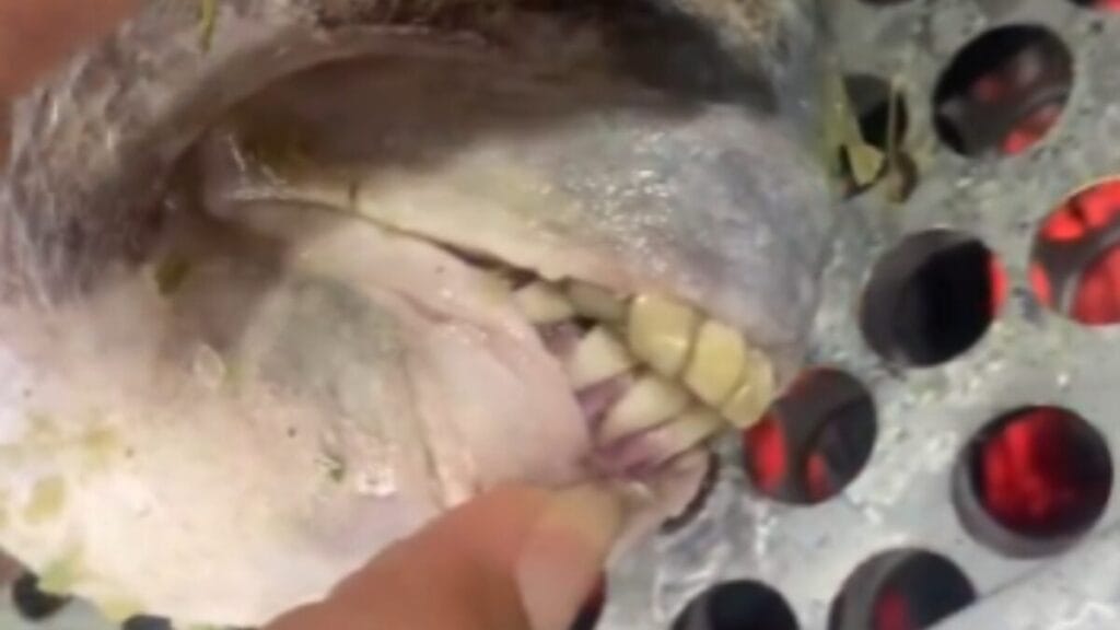 Peixe com ‘dentes humanos’ pescado no ES viraliza nas redes sociais