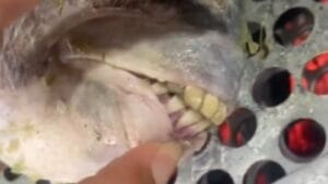 Peixe com ‘dentes humanos’ pescado no ES viraliza nas redes sociais