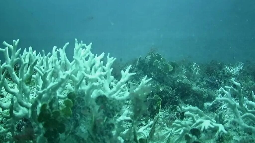 Relatório indica intensa mortandade de corais no Nordeste em 2024