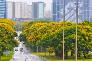 Cambuís abrem o calendário de floração de árvores do DF