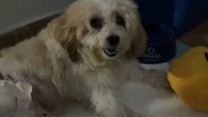Cão processa prefeitura após decisão do TJPB reconhecer animal como autor da ação judicial