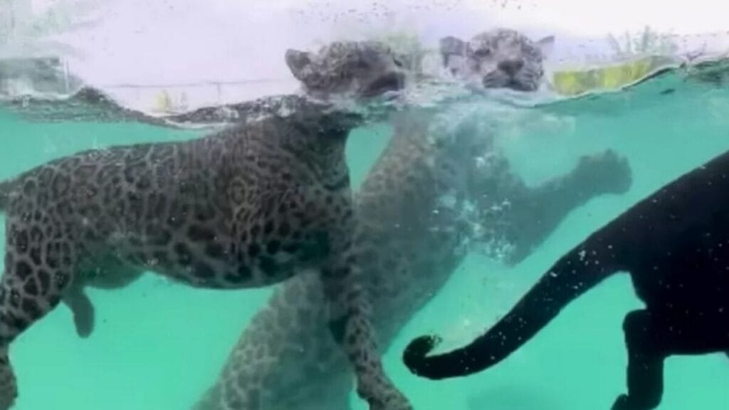 Cardume de onças-pintadas impressiona em vídeo embaixo d’água