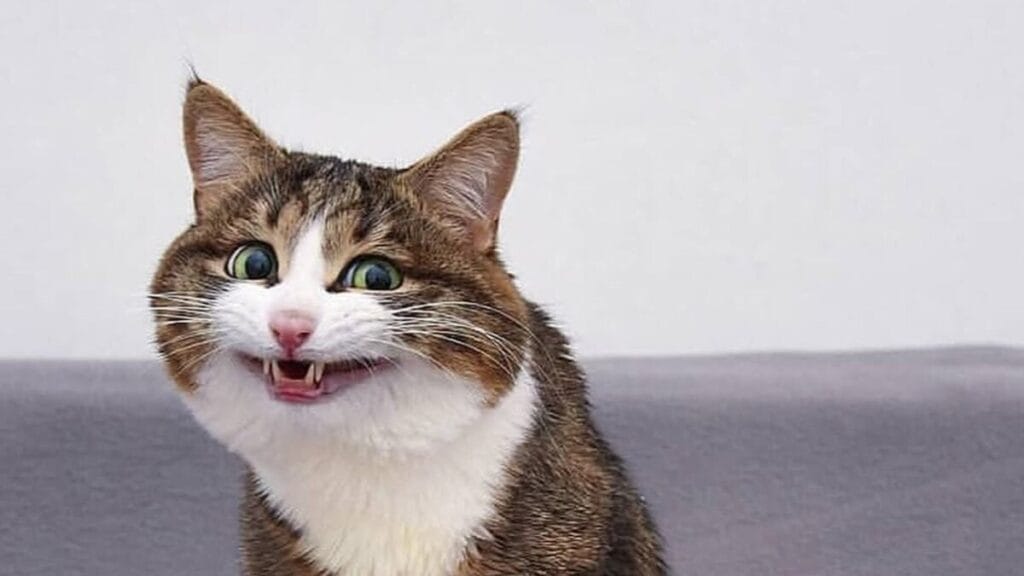 Conheça Rexie, o ‘gato mais expressivo do mundo’; fotos