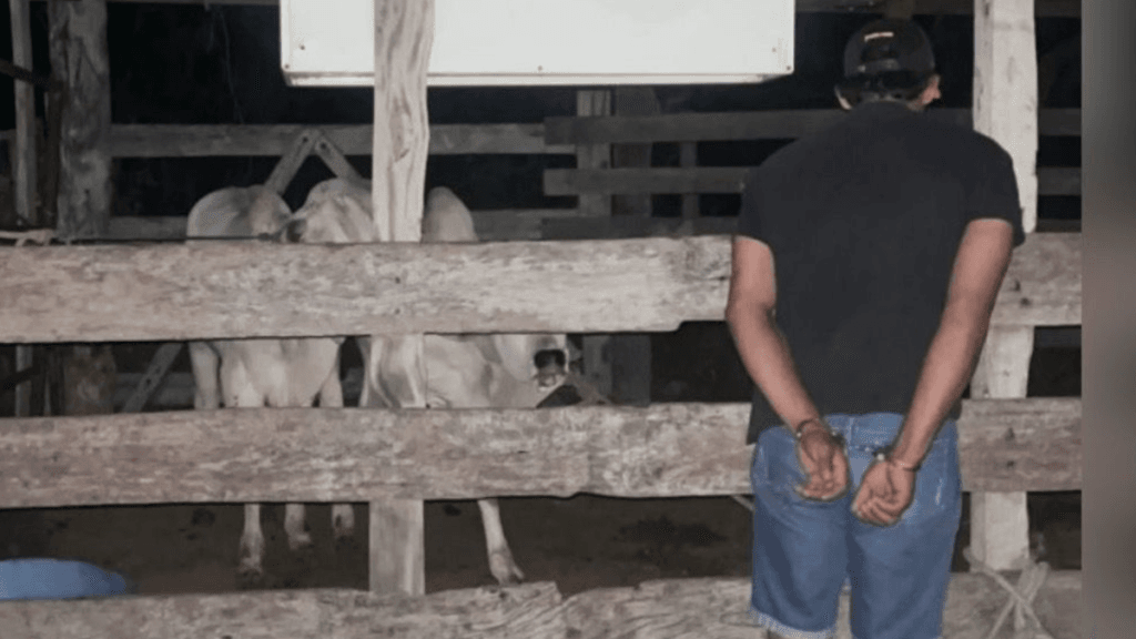 Homem furta bezerros em pátio de leilão em Uruaçu