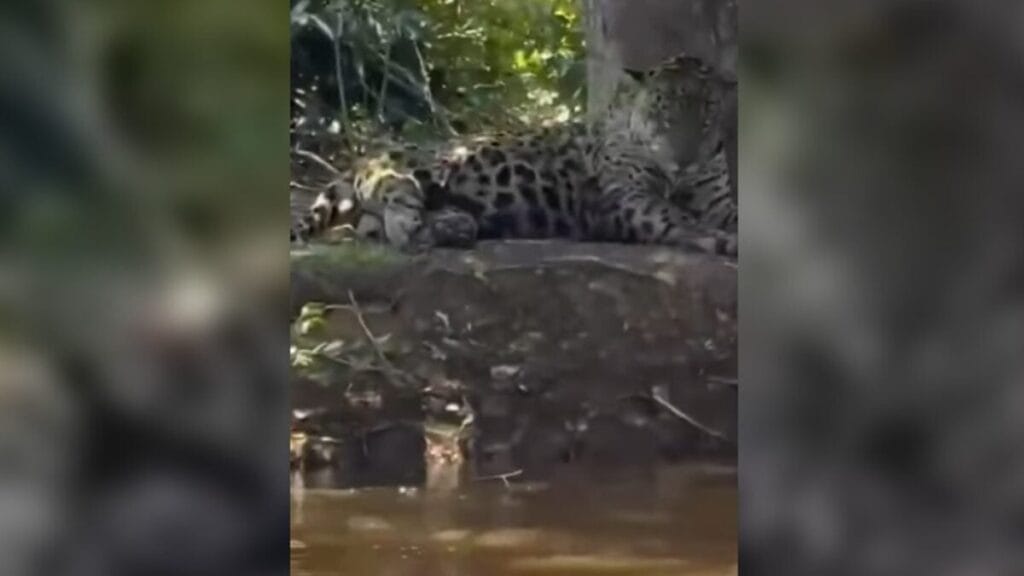 ‘Oi, linda’: Leonardo encontra onça-pintada durante pescaria no Pantanal