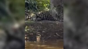 'Oi, linda': Leonardo encontra onça-pintada durante pescaria no Pantanal