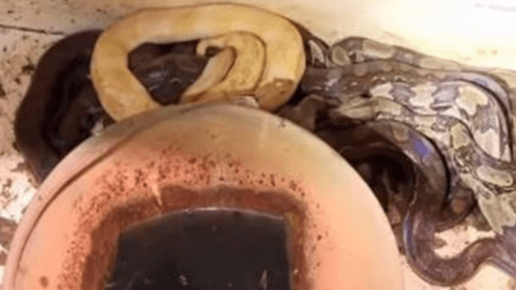 PM encontra criadouro com pelo menos 30 cobras em Aparecida, inclusive pítons