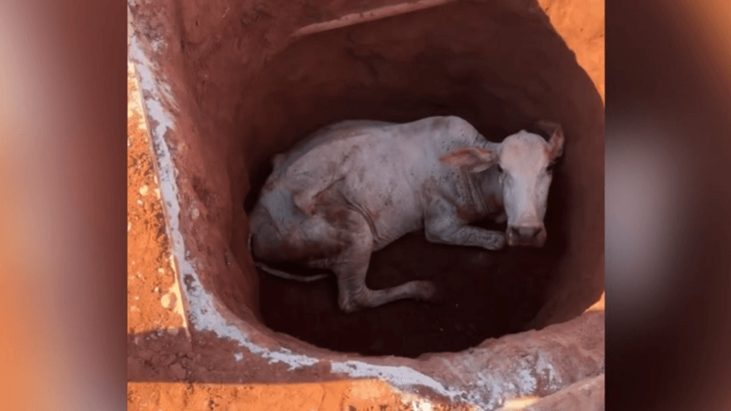 Vaca é resgatada após cair em buraco de obra da Equatorial em Iporá