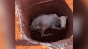 A vaca foi resgatada pelo Corpo de Bombeiros (Foto: Reprodução)
