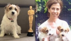 Pimpão: cães de