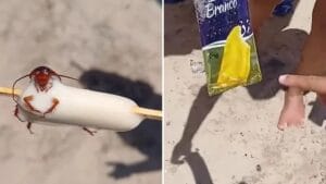 Banhista encontra barata em picolé comprado na praia do Recreio, no Rio; vídeo “É brinde pô, igual o tazo do salgadinho”, brincou internauta