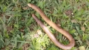 Anfisbena foi encontrada no centro de Santa Helena (Foto: Reprodução)