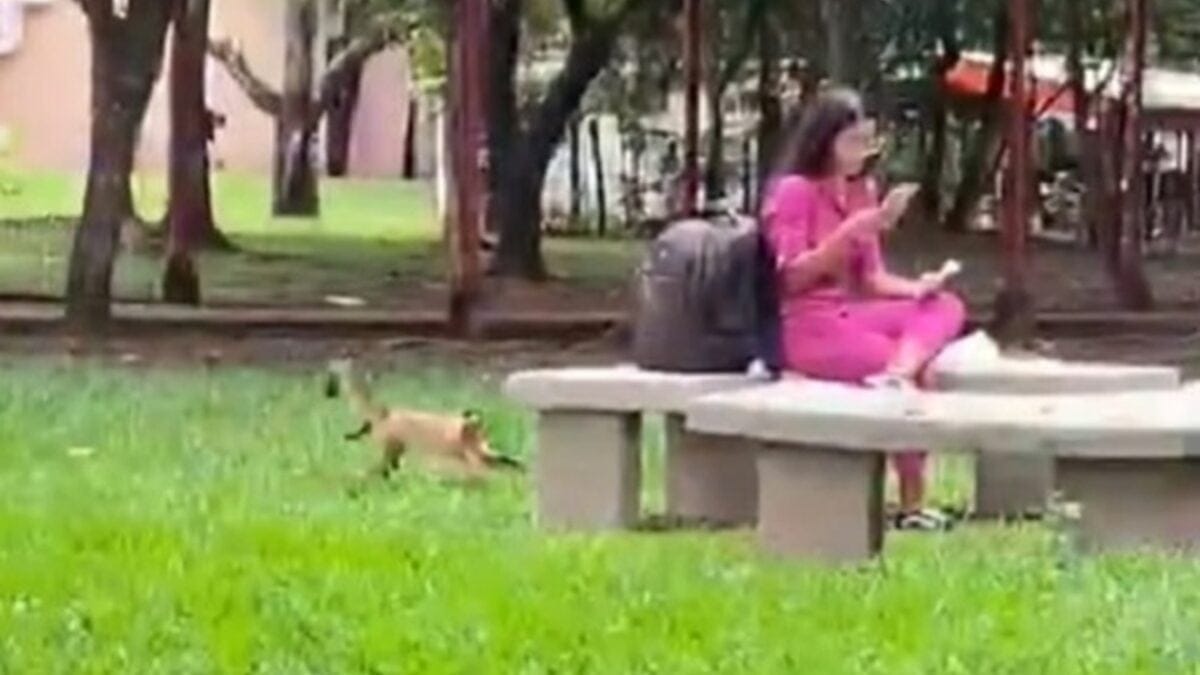 Macaco se aproxima de caloura na UFG mas crime é impedido por aluno: