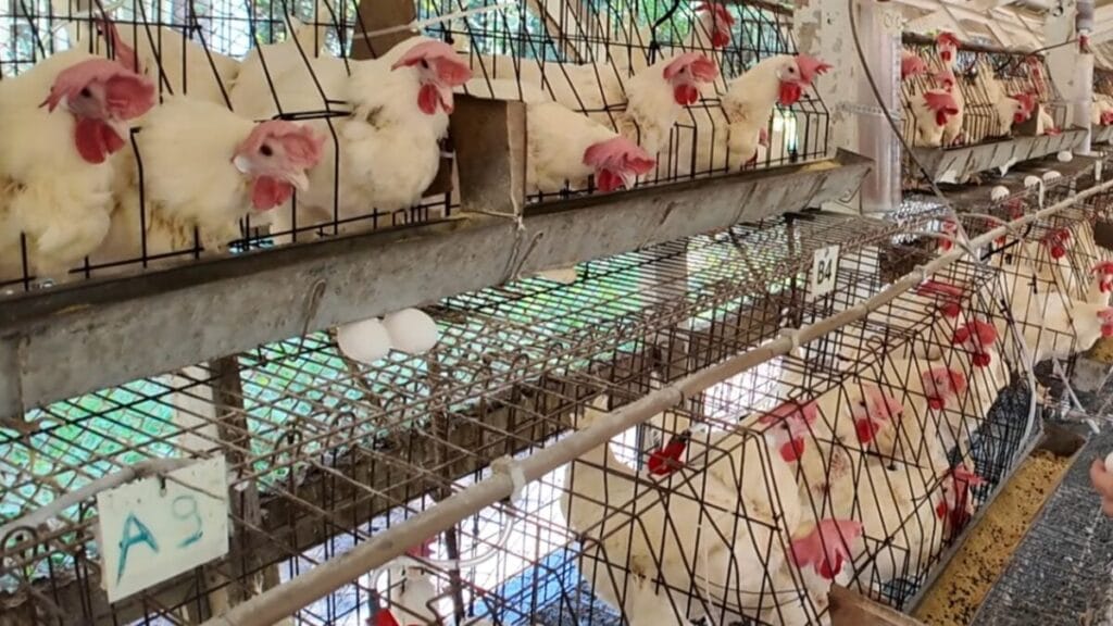 Ministério suspende eventos e criação de aves ao ar livre para prevenir Gripe Aviária