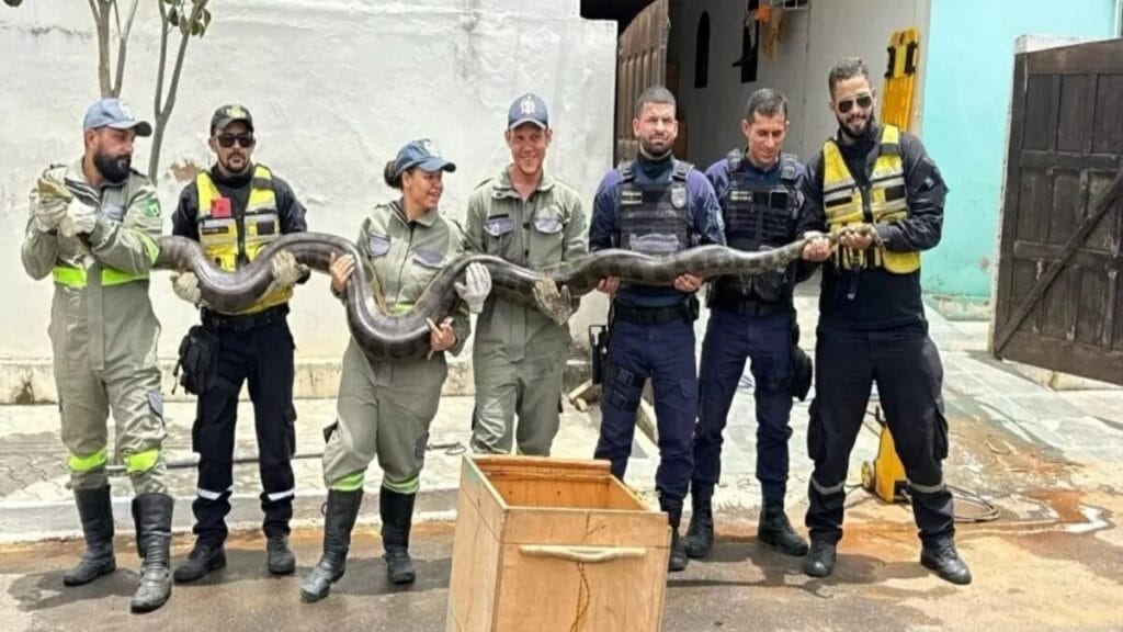 Sucuri de quase 5 metros e 60 kg é capturada em rede de esgoto