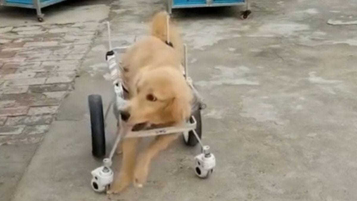 Vídeo de cachorro paraplégico ansioso para usar cadeira de rodas Golden retriever aparece todo animado ao lado dos amigos
