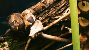 Imagem de uma das novas cobras do zoológico