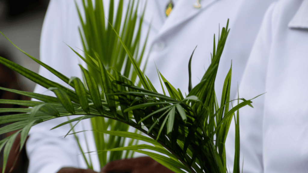 Domingo de Ramos: entenda o significado da data para os cristãos