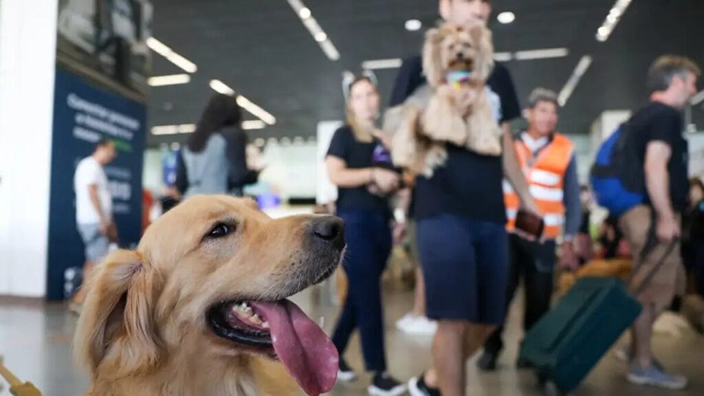 Aéreas podem se negar a embarcar animais de suporte emocional, diz STJ