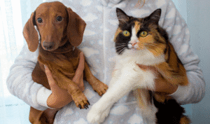 Agenda-DF: Novas vagas de castração para cães e gatos serão disponibilizadas