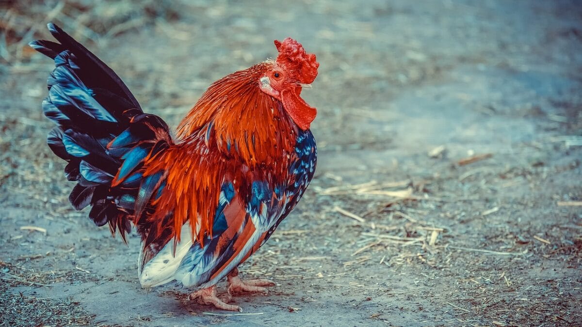 Gripe aviária preocupa país (Foto: Pixabay)