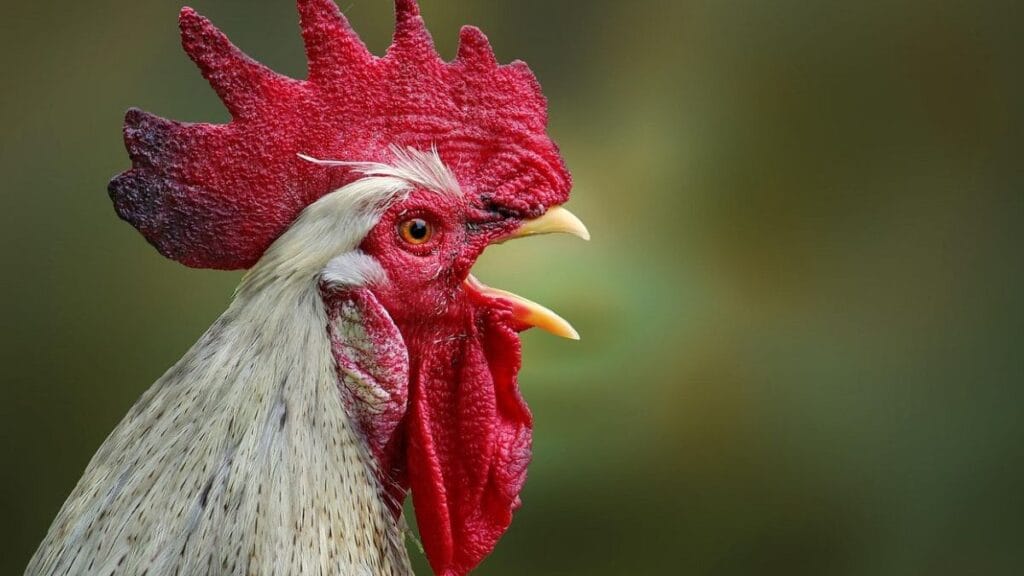 Gripe aviária: veja quais países já suspenderam importação do Brasil