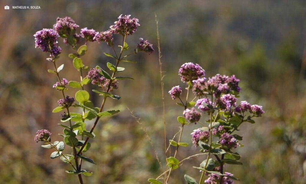 Distrito Federal registra redução histórica de 95,1% no desmatamento do Cerrado em 2024