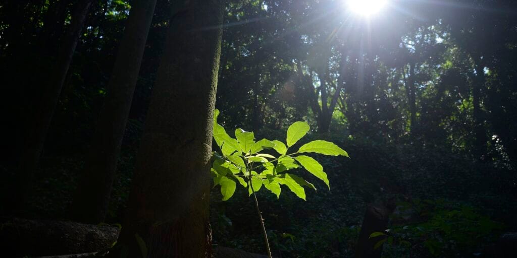 Sesc São Paulo tem programação especial na Semana do Meio Ambiente