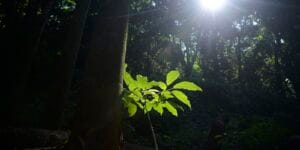 Sesc São Paulo tem programação especial na Semana do Meio Ambiente