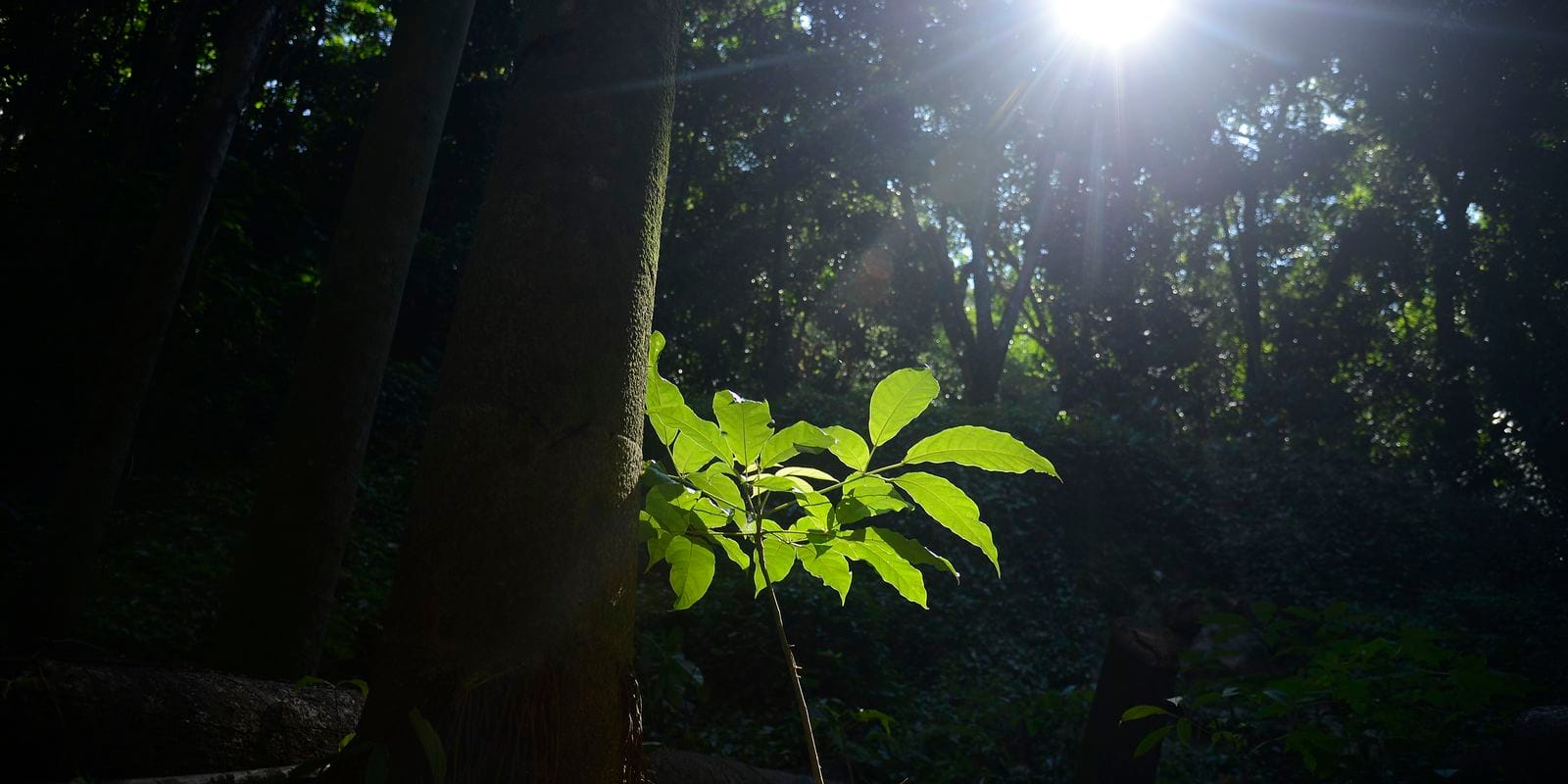 Sesc São Paulo tem programação especial na Semana do Meio Ambiente