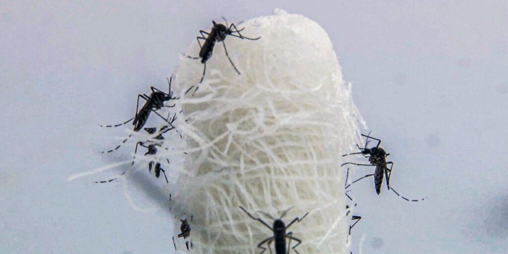 Capital paulista tem queda de 90,5% nos casos confirmados de dengue