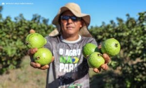 Produção agrícola do DF movimentou mais de R$ 5,8 bilhões em 2024 com alta dos setores de frutas, flores e pecuária