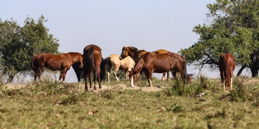 Três pessoas tiveram encefalite equina venezuelana no AM, diz Fiocruz