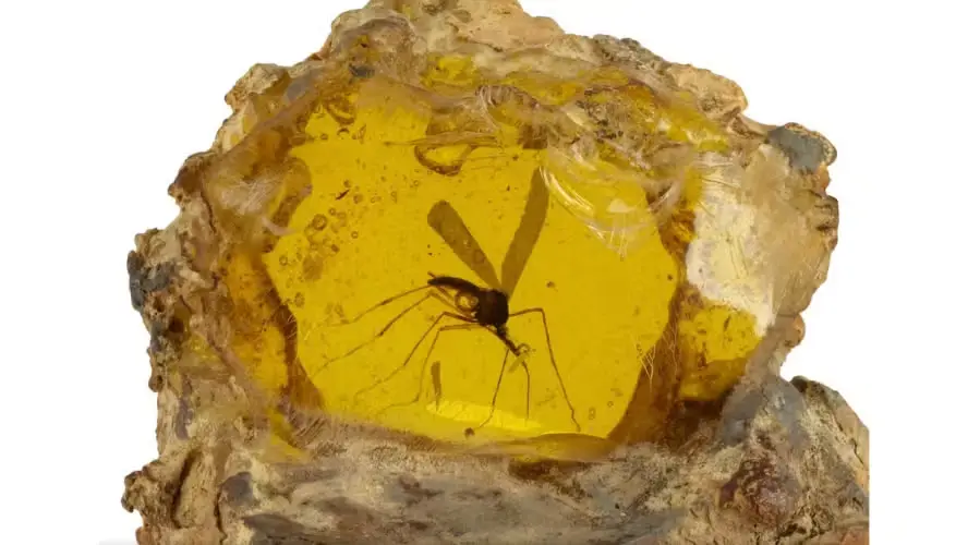 Peça com mosquito em âmbar de ‘Jurassic Park’ é vendida por R$ 2,1 milhões