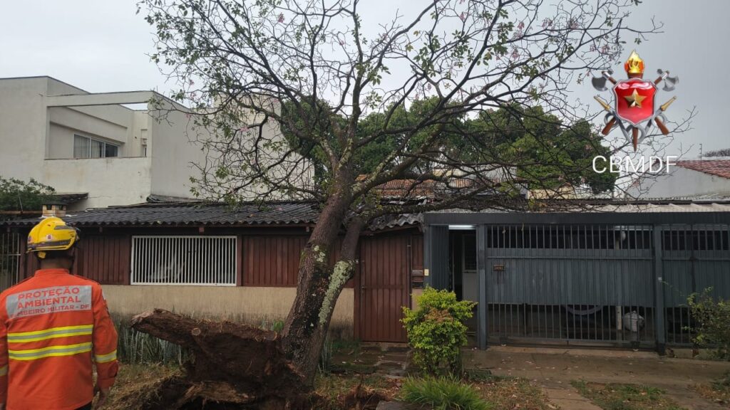 Chuva derruba árvore e bloqueia entrada de residência na Asa Sul