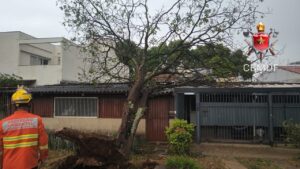 Chuva derruba árvore e bloqueia entrada de residência na Asa Sul