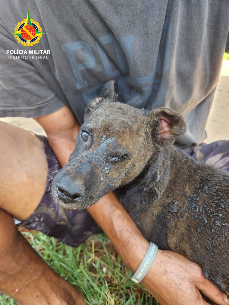 Vídeo: Cachorro é resgatado de barraco em chamas e mulher acaba presa no DF